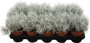 Grey Cushion Bush (Leucophyta brownii) – 12cm Pot
