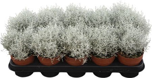 Grey Cushion Bush (Leucophyta brownii) – 12cm Pot