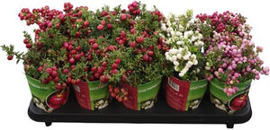 Gaultheria mucronata Wintergreen – 10.5cm Pot