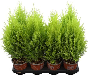 Goldcrest Monterey Cypress (Cupressus macrocarpa) – 14cm Pot