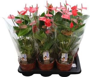 Anthurium 'Adios Delight' – 17cm Pot