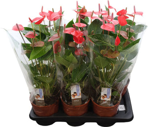 Anthurium 'Adios Delight' – 17cm Pot