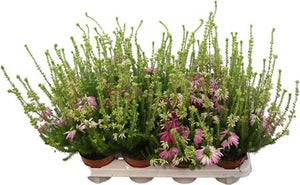 Winter Flowering Erica verticillata – 12cm Pot