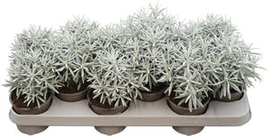 Silverball Curry Plant (Helichrysum stoechas) – 10.5cm Pot