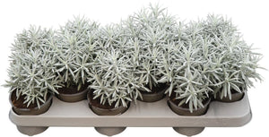 Silverball Curry Plant (Helichrysum stoechas) – 10.5cm Pot