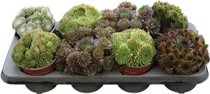 Sempervivum Tectorum Houseleek – 12cm Pot