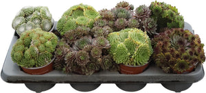 Sempervivum Tectorum Houseleek – 12cm Pot