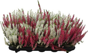 Calluna vulgaris Beauty Ladies Heather – 11cm Pot