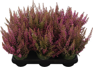 Erica gracilis ‘Beauty Queen’ – 10.5cm Pot