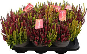 Mixed Calluna Vulgaris Heather – 17cm Pot