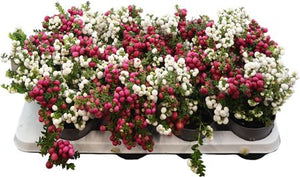 Gaultheria Wintergreen Plant – 10.5cm Pot