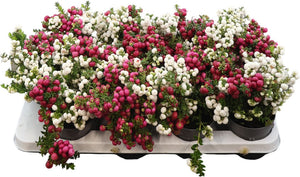 Gaultheria Wintergreen Plant – 10.5cm Pot
