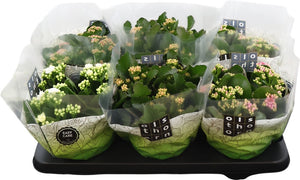Double-Flowered Kalanchoe – 15cm Pot