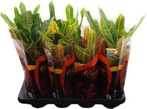 Large-Leaved Croton (Codiaeum variegatum) – 13cm Pot