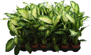Dieffenbachia Camille – 9cm Pot, Approx. 36cm High