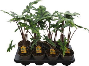 Alocasia Jacklyn – 14cm Pot, 45cm High