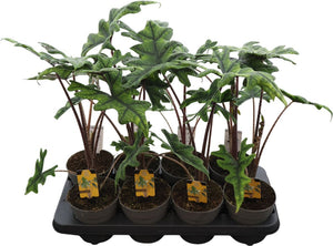 Alocasia Jacklyn – 14cm Pot, 45cm High