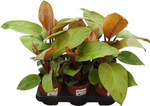 Philodendron Orange Princes – 13cm Pot