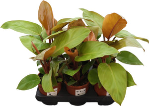 Philodendron Orange Princes – 13cm Pot