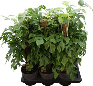 Monstera deliciosa Cheese Plant – 17cm Pot, 70cm High