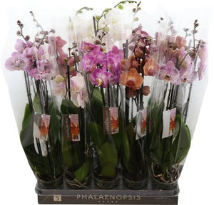 Mixed Phalaenopsis Orchid – 12cm Pot, 65cm Height