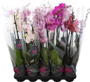 Mixed Phalaenopsis Orchid – 12cm Pot, 65cm Height