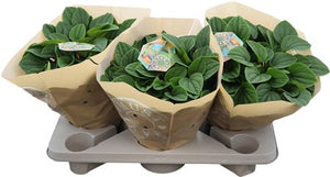 Green Peperomia Houseplant – 17cm Pot