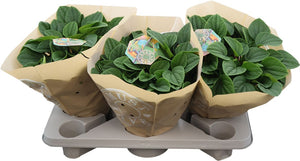 Green Peperomia Houseplant – 17cm Pot