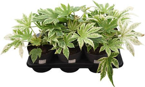 Variegated Japanese Aralia (Fatsia japonica) – 17cm Pot