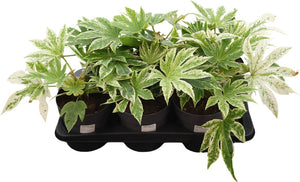 Variegated Japanese Aralia (Fatsia japonica) – 17cm Pot