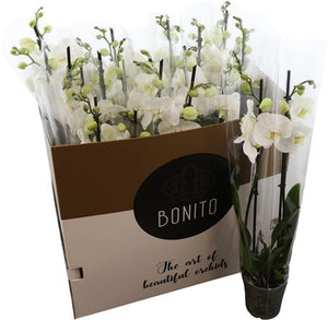 White Phalaenopsis Orchid – 12cm Pot, 65cm Tall