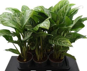 Aglaonema ‘Stripes’ – 17cm Pot, 75cm High