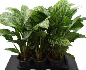 Aglaonema ‘Stripes’ – 17cm Pot, 75cm High