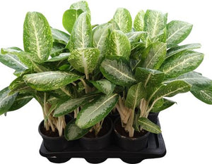 Aglaonema 'Anouk' – 17cm Pot, Approx. 60cm Tall