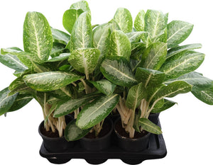 Aglaonema 'Anouk' – 17cm Pot, Approx. 60cm Tall