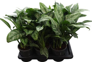 Aglaonema ‘Green Princess’ – 17cm Pot, 60cm High