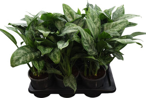 Aglaonema ‘Green Princess’ – 17cm Pot, 60cm High