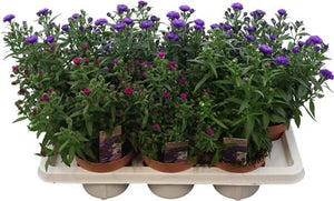 Aster ‘Showm Gem’ – 14cm Pot