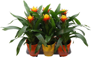 Red Guzmania Bromeliad – 13cm Ceramic Pot