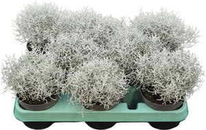 Leucophyta brownii Cushion Bush – 10.5cm Pot