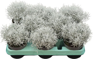 Leucophyta brownii Cushion Bush – 10.5cm Pot