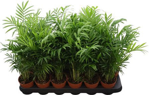 Parlour Palm (Chamaedorea elegans) – 9cm Pot