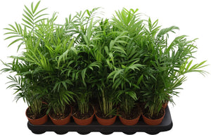 Parlour Palm (Chamaedorea elegans) – 9cm Pot