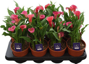 White Calla Lily (Zantedeschia) – 14cm Pot