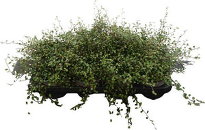 Golden Maidenhair Vine (Muehlenbeckia complexa) – 13cm Pot