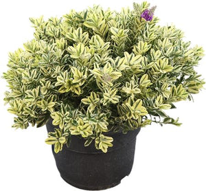 Large Variegated Hebe – 26cm Pot