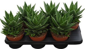 Aloe perfoliata Succulent – 14cm Pot