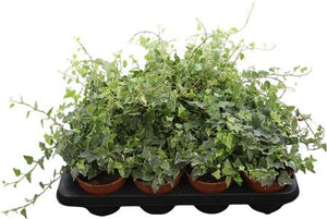Common Ivy (Hedera helix) – 13cm Pot