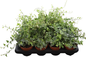 Common Ivy (Hedera helix) – 13cm Pot