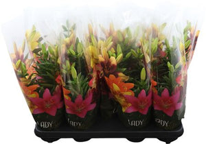 Asiatic Lily ‘Tiny Nugget’ – 13cm Pot
